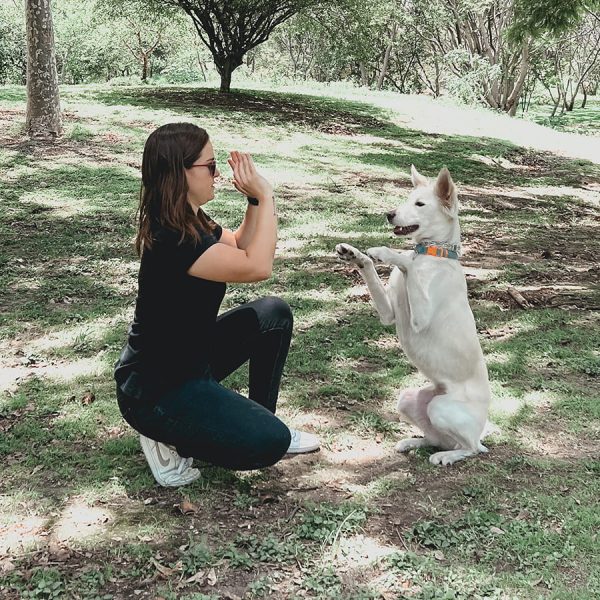 Entranamiento de perros en Guadalajara Jalisco