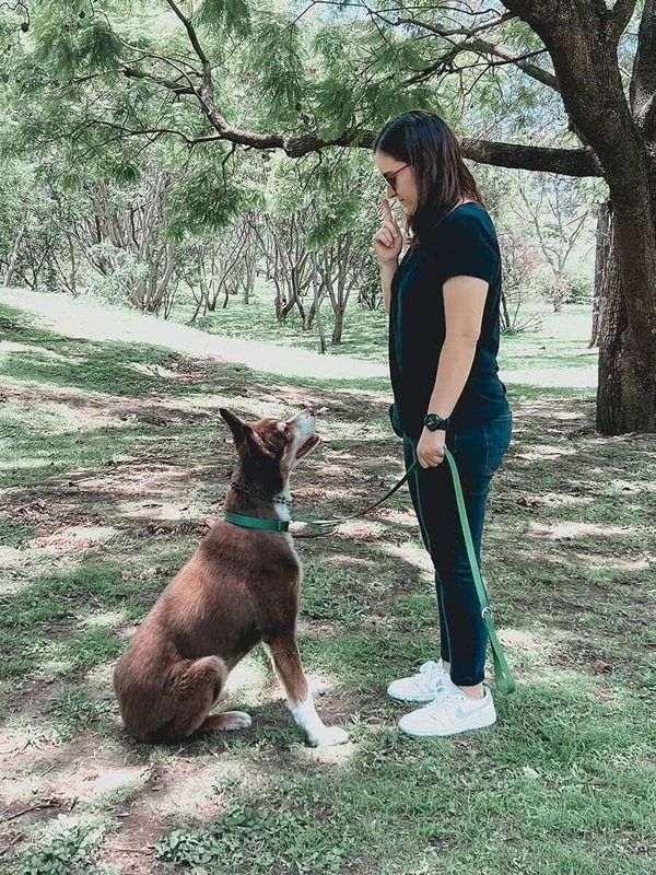 Escuela de entrenamiento para perros en Guadalajara