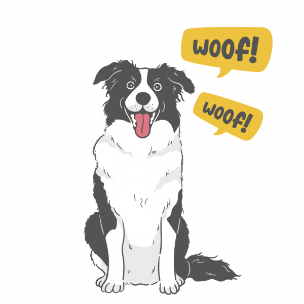 Entranamiento de perros en Guadalajara Jalisco