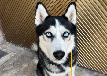 Perro Husky de ojos azules con pelaje negro y blanco