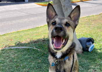 Pastor alemán en campamento de entrenamiento canino