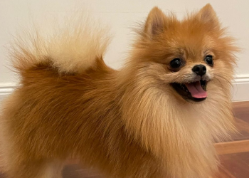 Perrito pomeranio de pelaje color canela