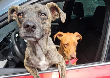 Perros felices listos para salir a pasear en auto