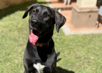 Perro labrador de color negro